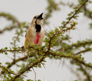 bush shrike